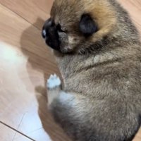 体が掻けない赤ちゃん犬