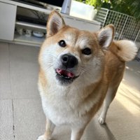 あざとく