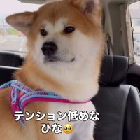 ドライブ中のひなちゃんの変化