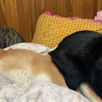 同居猫の空くんも来ました