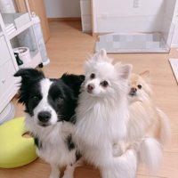 姉犬
