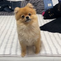 何かを訴えるむぎちゃん3