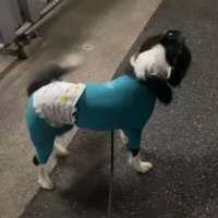 友達の飼い主を見つけた中型犬