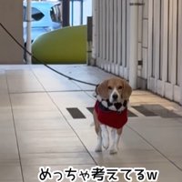ママが現れた時のきなこちゃん4