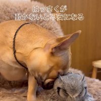 はっさくくんをつつくおとちゃん