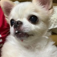 お口に米粒をつけたお茶目な姿