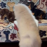 先輩ワンコに吠えるごえもん君