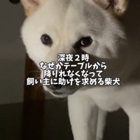 暗い部屋でこちらを見る犬