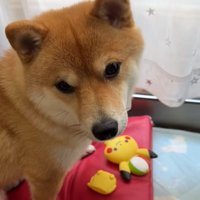 おもちゃが壊れて悲し気な柴犬