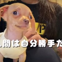 耳も目もドビーそのもの