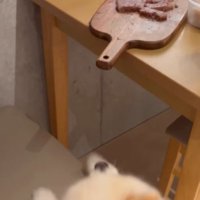 テーブルに並べられた肉を見上げる犬
