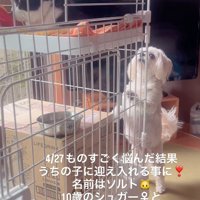 正式な家族として迎え入れた