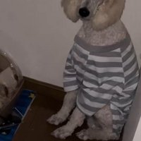ボーダーのシャツを着て座る大型犬