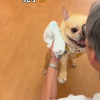 犬の前足を持ち上げる男性