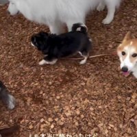 犬友達を作ろうとする一幕も