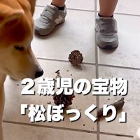 松ぼっくりが壊された
