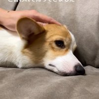 元気がないコーギー