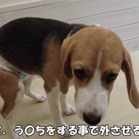 まさかのウンチをする作戦！