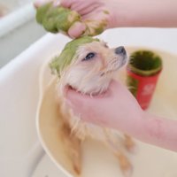 犬の頭に犬用パックを塗るトリマー