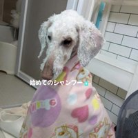 シャンプーでスッキリ