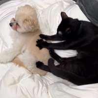 マッサージされる犬