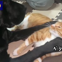 また喧嘩を仕掛けるムニくん