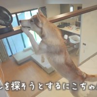 赤ちゃんを探すにこちゃん