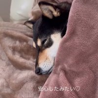 モカちゃんとママさんの再会⑩