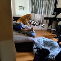 お兄ちゃんの部屋から出てこない蘭ちゃん5