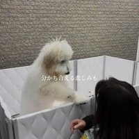 アグちゃんをお迎えするまで2