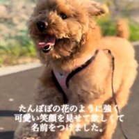 楽しそうに走りながら散歩をする犬