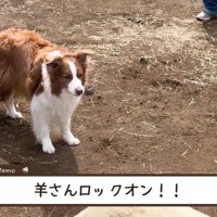 羊をロックオンすることも