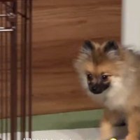 再び登場のナッツちゃん