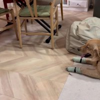 いちごちゃんに怒られた！