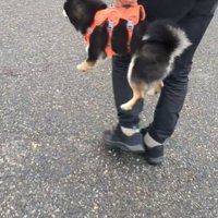 抱えられる犬の後ろ姿2