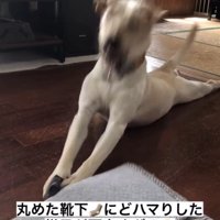 靴下を押さえてのけぞる犬