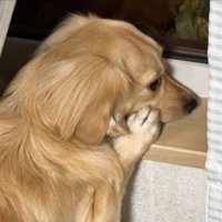 あざとい