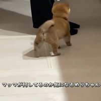 子犬の後ろ姿