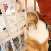 匂いを嗅ぎたいのに届かない…！