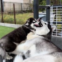 お顔がお口の中に！