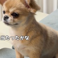 ハナちゃんは反省モード