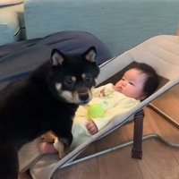 ママを見る柴犬さん