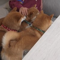 ママさんに構ってほしくて集合