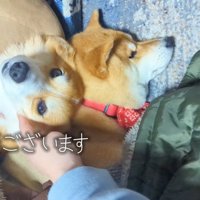 枕を奪われたスティーブくん3