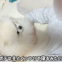 寝る時も飼い主さんにぴとっ♡