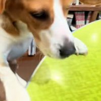 ご飯を分けてほしくて…
