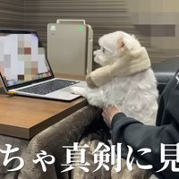 じーっと画面を見ています