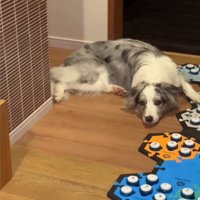 飼い主を見つめる犬2