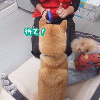 ブラッシング中のフクちゃん