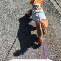 楽しそうにお散歩